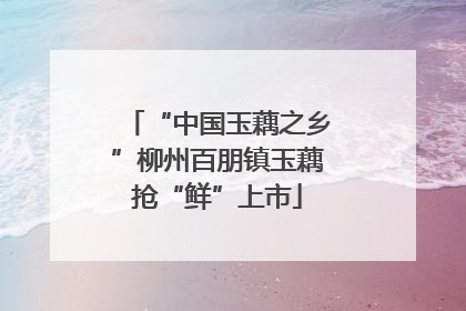 “中国玉藕之乡”柳州百朋镇玉藕抢“鲜”上市
