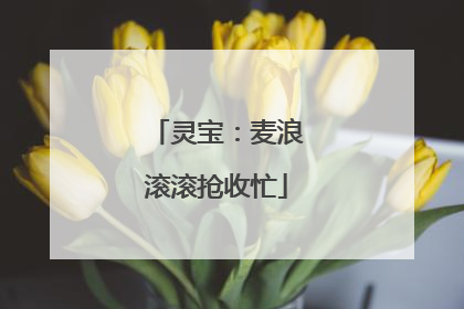 灵宝：麦浪滚滚抢收忙