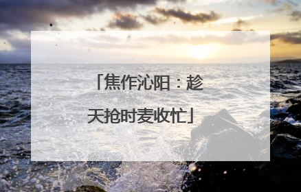 焦作沁阳：趁天抢时麦收忙