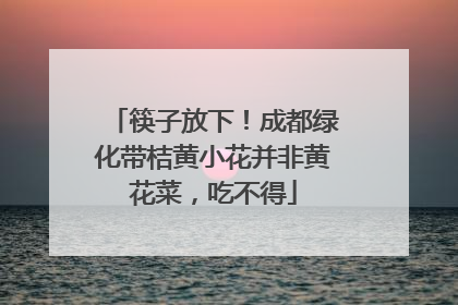 筷子放下！成都绿化带桔黄小花并非黄花菜，吃不得