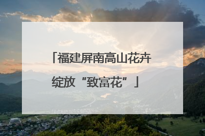 福建屏南高山花卉绽放“致富花”