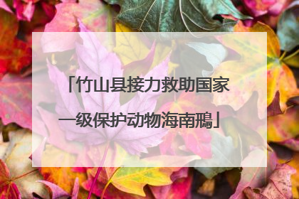竹山县接力救助国家一级保护动物海南鳽
