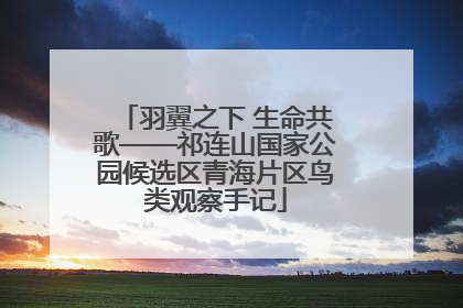 羽翼之下 生命共歌——祁连山国家公园候选区青海片区鸟类观察手记