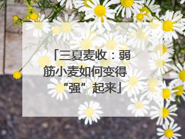 三夏麦收：弱筋小麦如何变得“强”起来