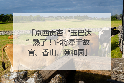 京西贡杏“玉巴达”熟了！它将牵手故宫、香山、颐和园