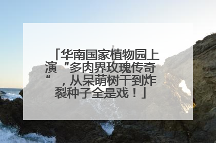 华南国家植物园上演“多肉界玫瑰传奇”，从呆萌树干到炸裂种子全是戏！