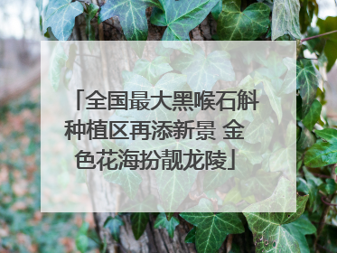 全国最大黑喉石斛种植区再添新景 金色花海扮靓龙陵