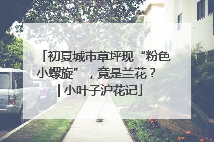 初夏城市草坪现“粉色小螺旋”，竟是兰花？ | 小叶子沪花记
