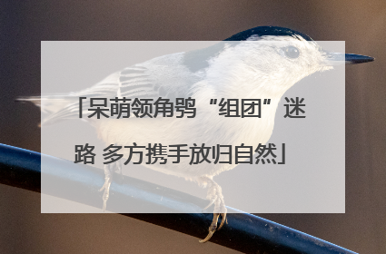 呆萌领角鸮“组团”迷路 多方携手放归自然