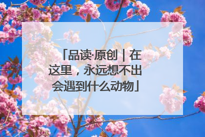 品读·原创｜在这里，永远想不出会遇到什么动物