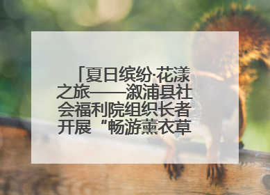 夏日缤纷·花漾之旅——溆浦县社会福利院组织长者开展“畅游薰衣草庄园 共享紫色浪漫”户外活动