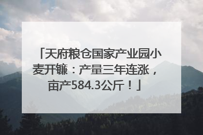 天府粮仓国家产业园小麦开镰：产量三年连涨，亩产584.3公斤！
