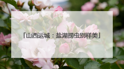 山西运城：盐湖捞虫别样美