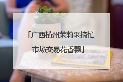 广西横州茉莉采摘忙 市场交易花香飘