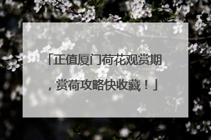 正值厦门荷花观赏期，赏荷攻略快收藏！