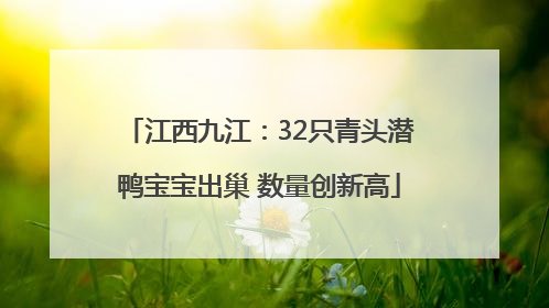 江西九江：32只青头潜鸭宝宝出巢 数量创新高