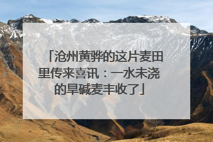 沧州黄骅的这片麦田里传来喜讯：一水未浇的旱碱麦丰收了