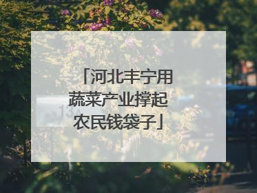 河北丰宁用蔬菜产业撑起农民钱袋子