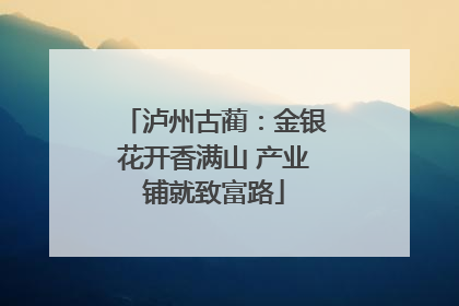 泸州古蔺：金银花开香满山 产业铺就致富路
