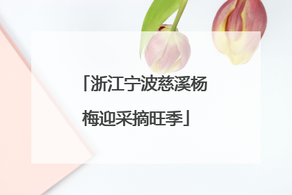 浙江宁波慈溪杨梅迎采摘旺季