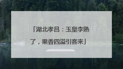 湖北孝昌：玉皇李熟了，果香四溢引客来