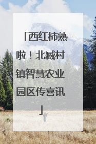 西红柿熟啦！北臧村镇智慧农业园区传喜讯