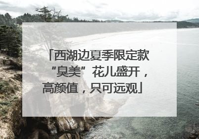 西湖边夏季限定款“臭美”花儿盛开，高颜值，只可远观
