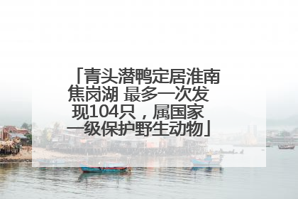 青头潜鸭定居淮南焦岗湖 最多一次发现104只，属国家一级保护野生动物