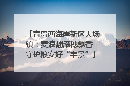 青岛西海岸新区大场镇：麦浪翻滚穗飘香 守护粮安好“丰景”