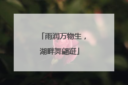 雨润万物生，湖畔舞翩跹