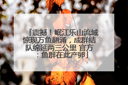 震撼！岷江乐山流域惊现万鱼翻涌，成群结队绵延两三公里 官方：鱼群在此产卵