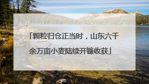 颗粒归仓正当时，山东六千余万亩小麦陆续开镰收获