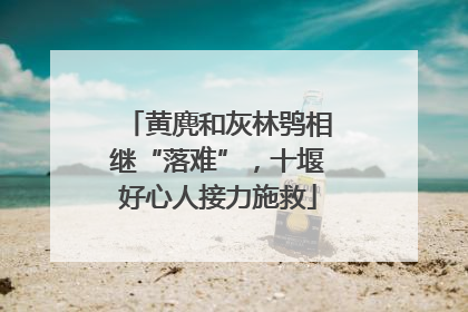 黄麂和灰林鸮相继“落难”，十堰好心人接力施救