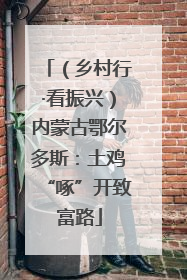 （乡村行·看振兴）内蒙古鄂尔多斯：土鸡“啄”开致富路