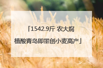 1542.9斤 农大腐植酸青岛即墨创小麦高产